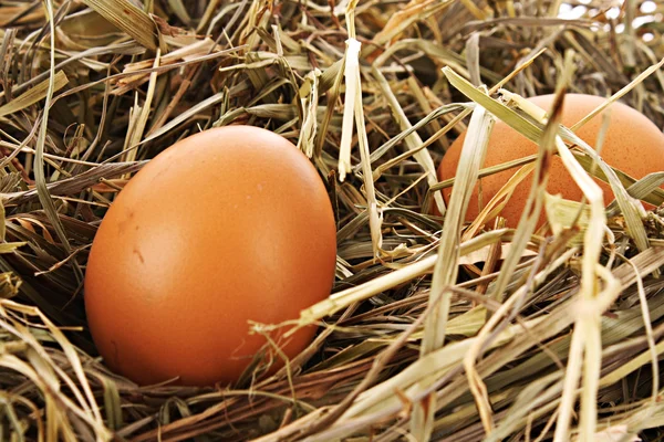 三个鸡蛋上白色隔离与燕窝 — 图库照片