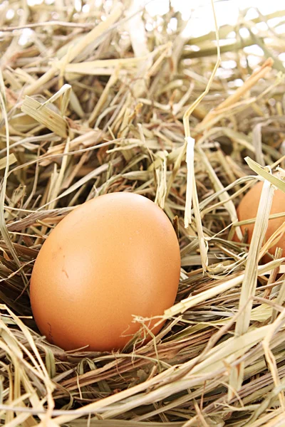 Ptačí hnízdo s třemi vejci izolovaných na bílém — Stock fotografie