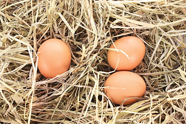 三个鸡蛋上白色隔离与燕窝 — 图库照片