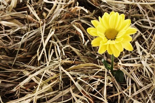 Flor amarela no fundo do feno — Fotografia de Stock