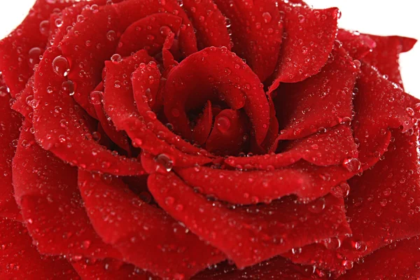 Czerwona róża zbliżenie — Zdjęcie stockowe