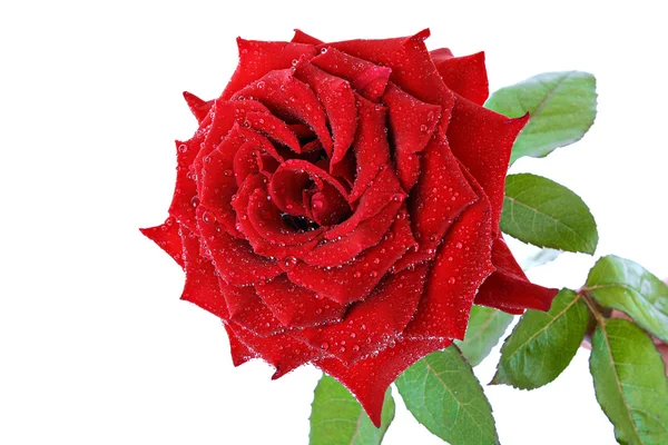 Rose rouge gros plan — Photo