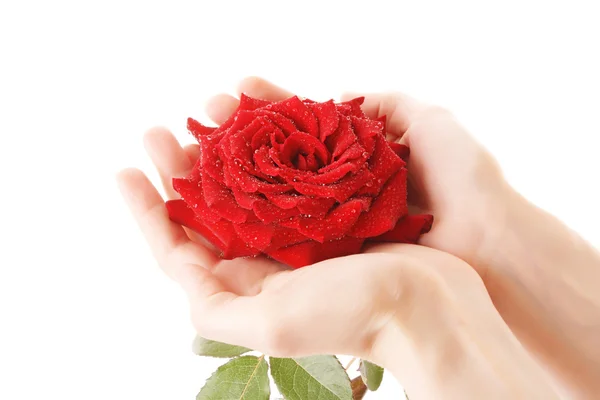 Rosa roja en palmas aisladas sobre blanco —  Fotos de Stock
