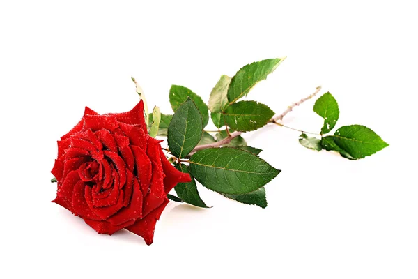 Piros rózsa Vértes — Stock Fotó