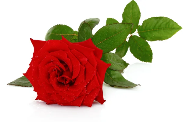 Красная роза крупный план — стоковое фото