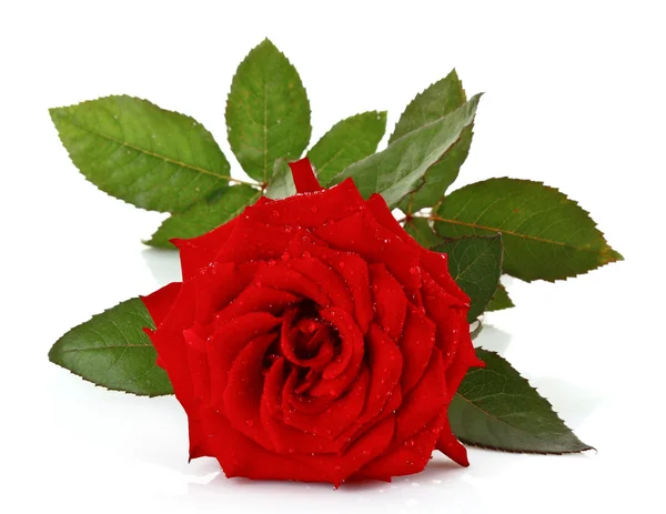 Красная роза крупный план — стоковое фото