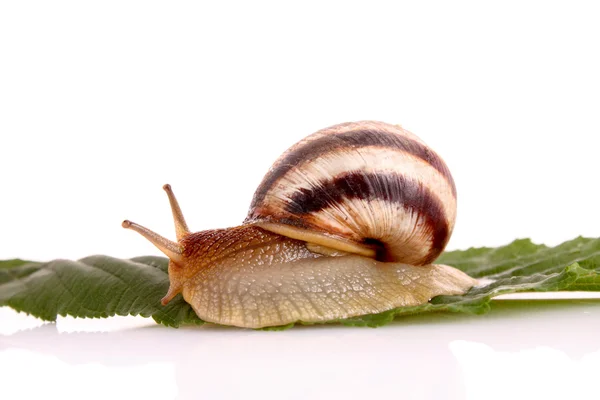 叶在白色背景上的蜗牛 — 图库照片