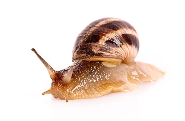 Snail isolated on white — Stock Photo, Image