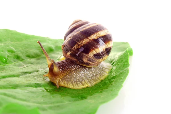 Snail on leaf over white background — Stock Photo, Image