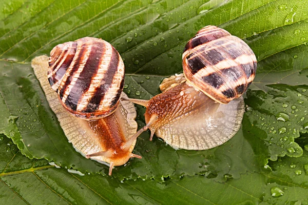 Two snails on leaf closeup — Stock Photo, Image