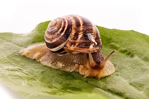 叶在白色背景上的蜗牛 — 图库照片