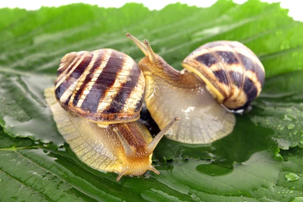 Two snails on leaf over white background — Stock Photo, Image