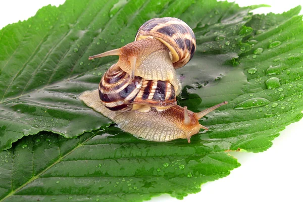 Deux escargots sur fond blanc — Photo