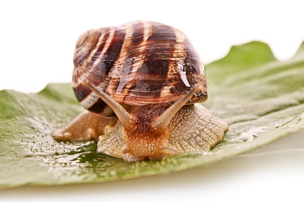 Snail on leaf — Stock Photo, Image