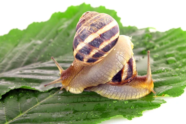 Two snails on leaf over white background — Stock Photo, Image