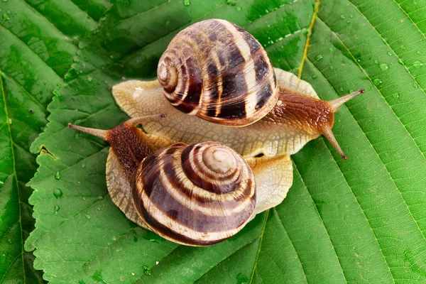 stock image Two snails on leaf closeup