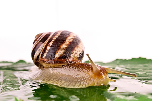 Snail on leaf over white background — Stock Photo, Image