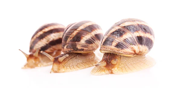 stock image Three snails isolated on white