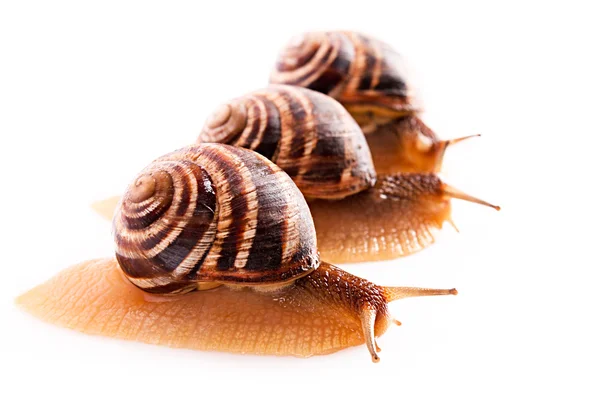 Three snails isolated on white — Stock Photo, Image