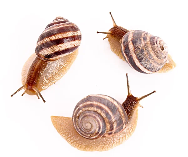 Three snails isolated on white — Stock Photo, Image