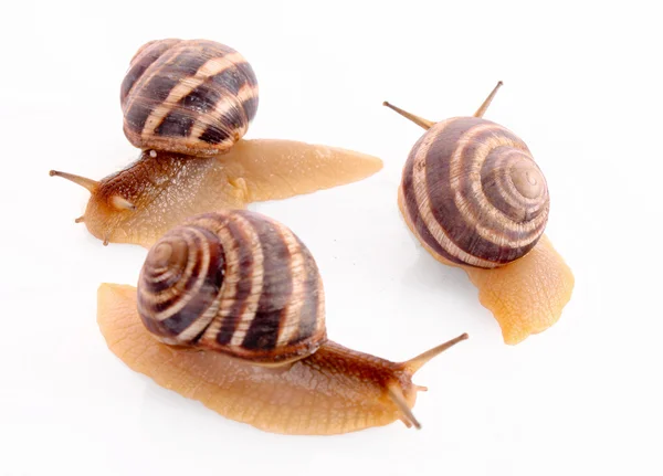 三个蜗牛上白色隔离 — 图库照片