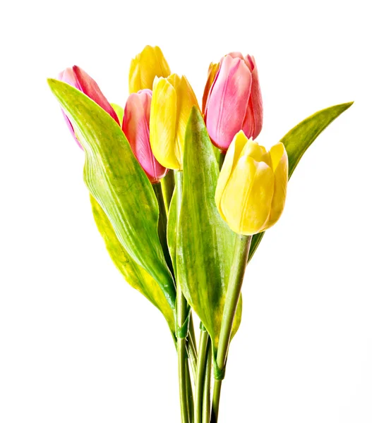 Tulipány izolované na bílém — Stock fotografie