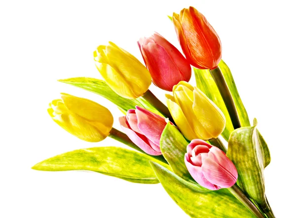 Tulipanes aislados en blanco —  Fotos de Stock