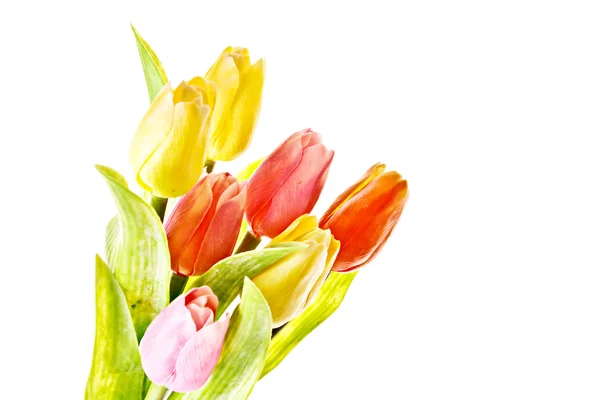 Tulipani isolati su bianco — Foto Stock