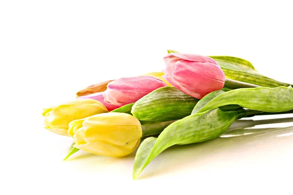 Tulipány izolované na bílém — Stock fotografie