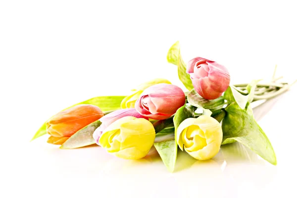 Тюльпани ізольовані на білому — стокове фото