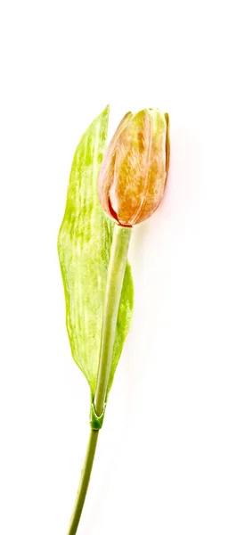 Single tulip flower isolated on white — Stock Photo, Image