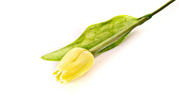 Jediné tulipány izolované na bílém — Stock fotografie