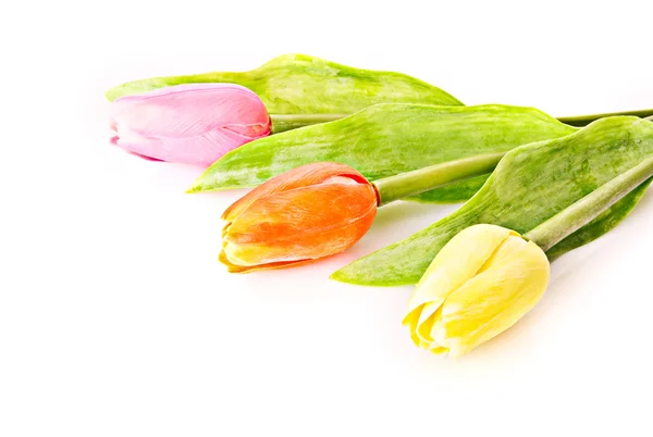 stock image Tulips isolated on white