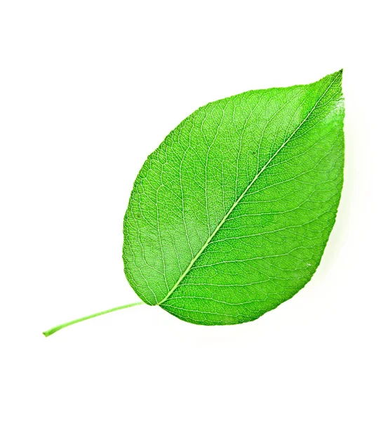 Blätter isoliert auf weiß — Stockfoto