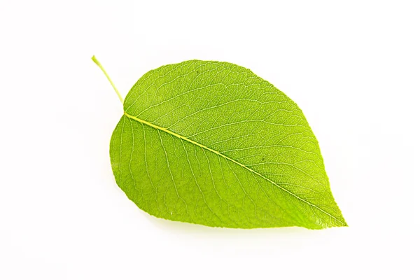 Листья изолированы на белом — стоковое фото