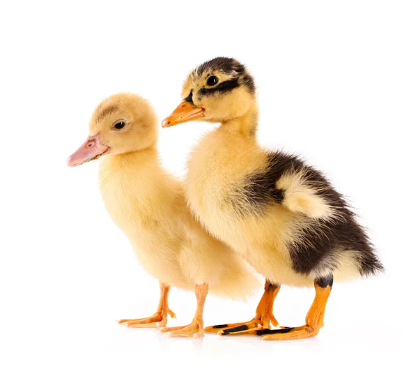 2 ducklings 흰색 절연 — 스톡 사진