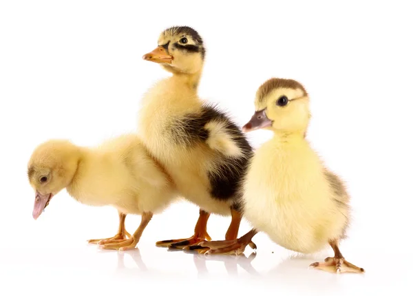 3 ducklings 흰색 절연 — 스톡 사진
