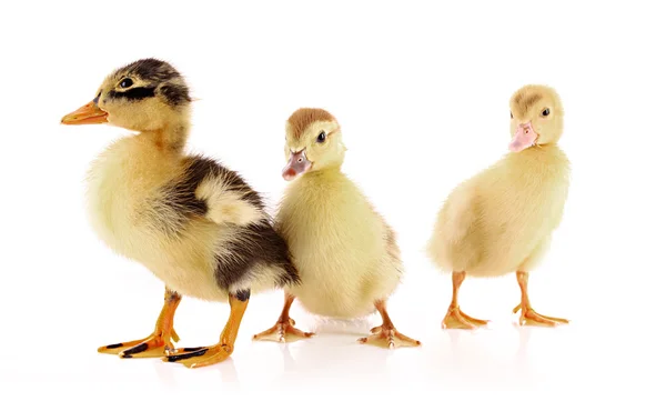 Üç ördek yavrusu üzerinde beyaz izole — Stok fotoğraf