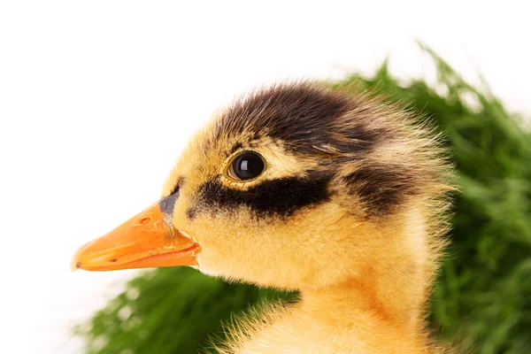 Duckling on green grass background isolated on white — Stock Photo, Image