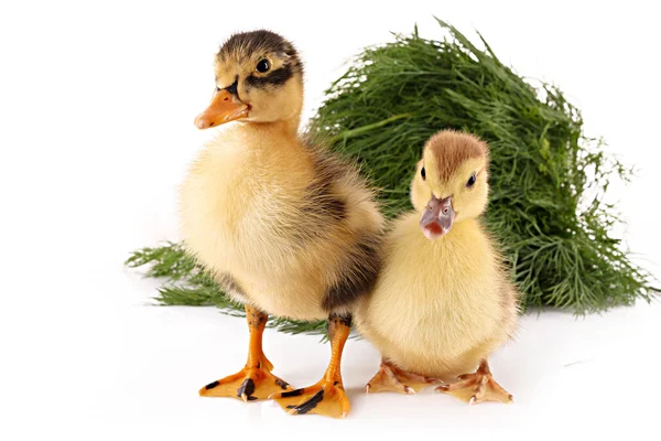 Two ducklings on green grass background isolated on white — Stock Photo, Image