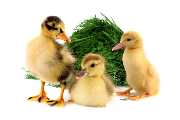 Three ducklings on green grass background isolated on white — Stock Photo, Image