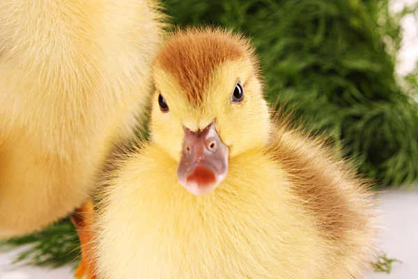 Duckling on green grass background isolated on white — Stock Photo, Image