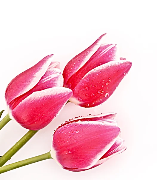 Красный тюльпаны изолированы на белом — стоковое фото
