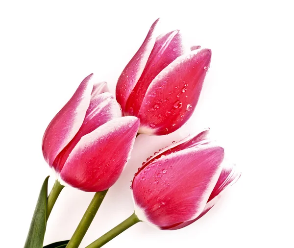 Vörös tulipán izolált fehér — Stock Fotó