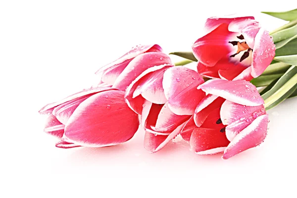 Красный тюльпаны изолированы на белом — стоковое фото