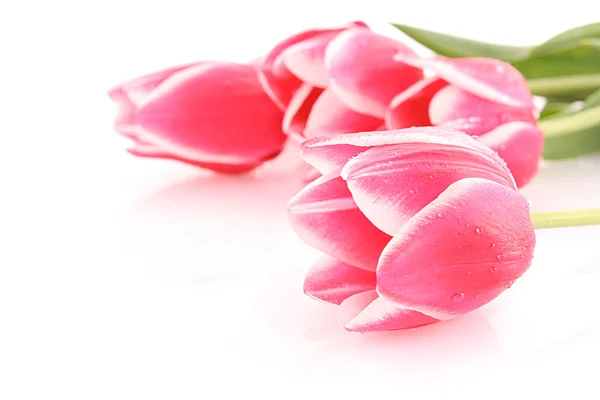 Červené tulipány izolované na bílém — Stock fotografie