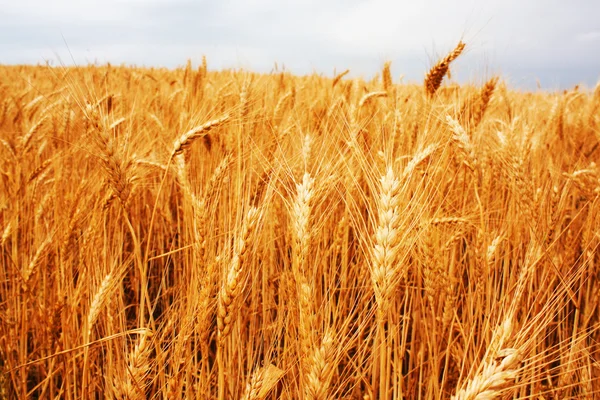 stock image Wheat field