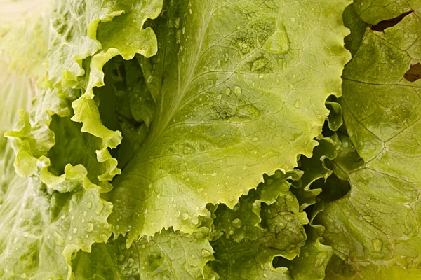 Grön sallad blad bakgrund — Stockfoto