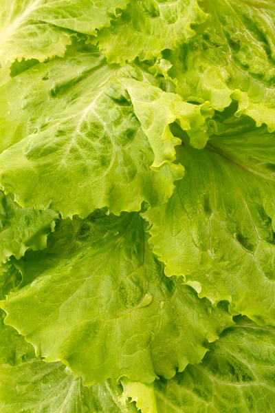 Yeşil salata yaprakları arka plan — Stok fotoğraf