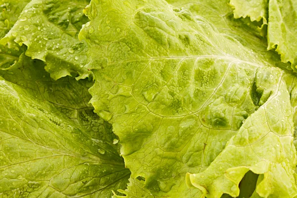Grön sallad blad bakgrund — Stockfoto
